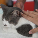 Pet Care Industry Philippines