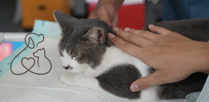 Pet Care Industry Philippines